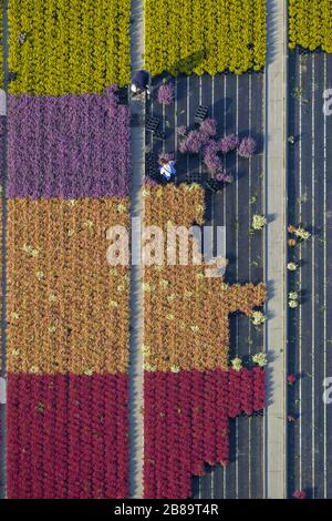 Common Heather, Ling, Heather (Calluna vulgaris), Rows of colorful flowers, fields in an ornamental plant operating in Schermbeck, 30.09.2013, aerial view, Germany, North Rhine-Westphalia, Ruhr Area, Schermbeck Stock Photo