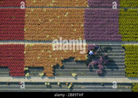 Common Heather, Ling, Heather (Calluna vulgaris), Rows of colorful flowers, fields in an ornamental plant operating in Schermbeck, 30.09.2013, aerial view, Germany, North Rhine-Westphalia, Ruhr Area, Schermbeck Stock Photo