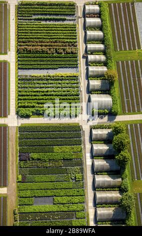 , glass roof surfaces in the greenhouse for vegetable growing ranks in Heiligenhaus, 26.07.2015, aerial view, Germany, North Rhine-Westphalia, Heiligenhaus Stock Photo