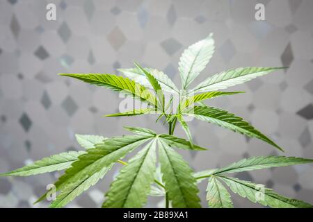 Marijuana leaves, cannabis that has sunlight on abstract pattern background Stock Photo