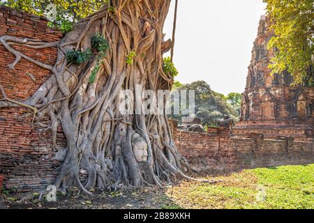 Buddha Head in Tree Roots at Wat Mahathat Temple Ayutthaya Thailand. Is the most popular place for foreign tourists. Stock Photo