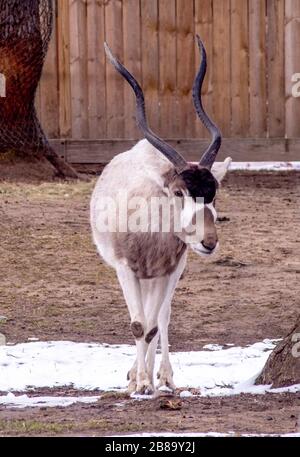 Extremely endangered, the Addax is often called a white antelope, and there are less then 50 in the wild. however there are over 2000 in zoos around t Stock Photo