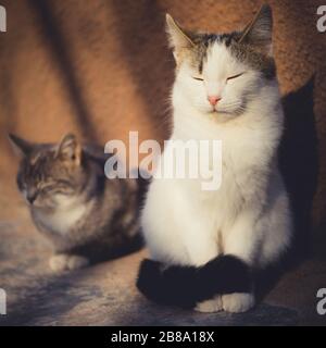Two lovely young kittens relax outdoor on the stone floor. Stock Photo