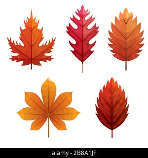 set of autumn leafs naturals Stock Vector