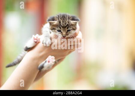 Closeup of a black and white kitten in woman hands outdoors Stock Photo