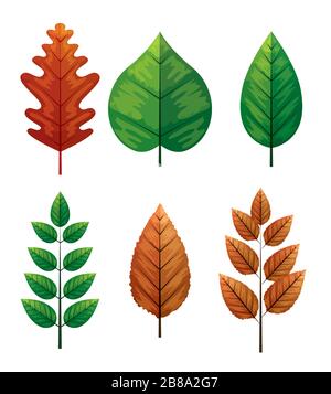 set of autumn leafs naturals Stock Vector