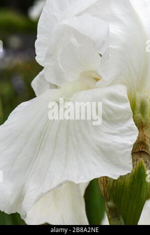 Closeup of White Bearded Iris petals presented in abstract form against a blurred background. Stock Photo