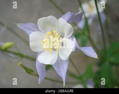 light blue columbine flower - aquilegia caerulea, family ranunculaceae Stock Photo