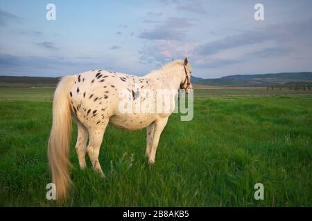 White horse standing on a green field. Nature composition. Stock Photo