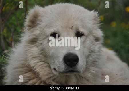 Shepherd dog lying on the meadow and guarding the herd. Dangerous race. Stock Photo