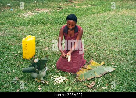 Kabale, Uganda - July 24 2011: Woman kneeling and preparing cooking banana. Black local, female cook peeling a plantain. Stock Photo