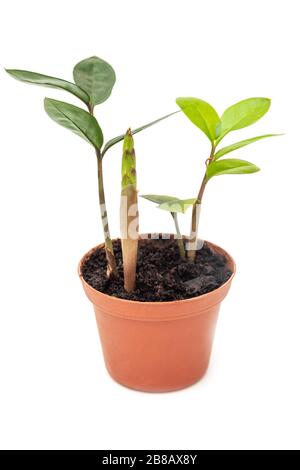 Zamioculcas zamiifolia small flower in pot on white background Stock Photo