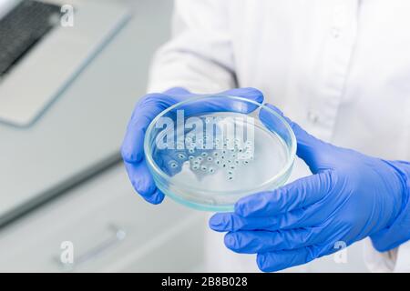 Gloved hands of scientific researcher holding petri dish with large group of bacteria in liquid substance while studying new virus Stock Photo
