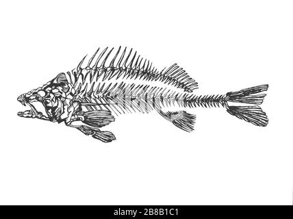 abstract and liniar fish skeleton sketch drawing Stock Photo