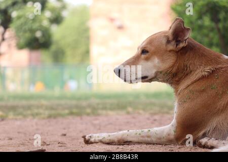 Golden dog laying seating in park with bokeh background Stock Photo