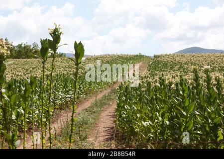 Flowering tobacco plant in the pasture Stock Photo