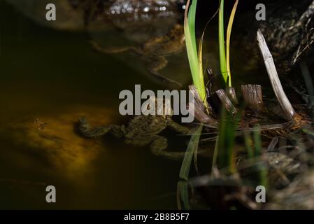 Earth toads in spring mood Stock Photo