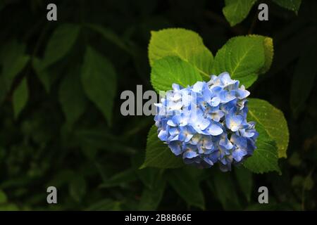Beautiful hydrangea blooming freshly in the clear air of the morning after rain Stock Photo