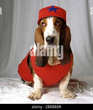 Basset ropa 2025