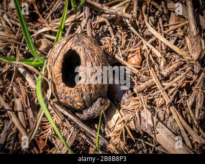 Nut on the ground with a hole in it. Cracked nut shell Stock Photo