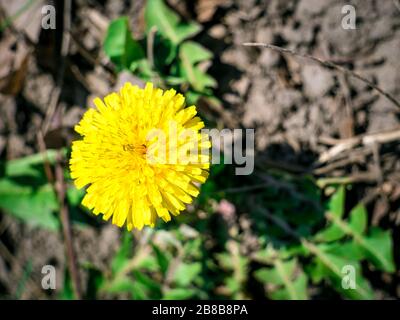 Dandelion yellow flower. Single spring flower on the ground. Stock Photo