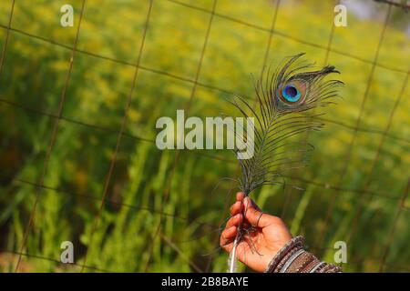 a peacock feather hold on beautiful women hand with Green grass blur gradient background Stock Photo