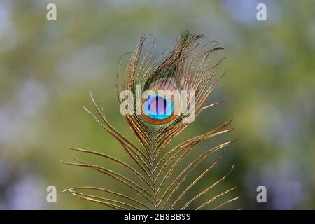 closeup of male peacock feather on Green grass blur gradient background Stock Photo