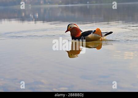 Closeup male mandarin duck (Aix galericulata) swimming on the water with reflection. A beautiful bird living in the wild. Stock Photo