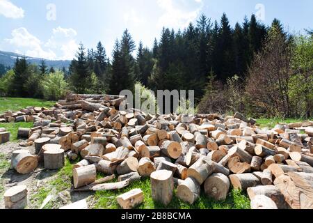 Plenty of firewood on field in front of forest. Sunny day and sky is clear, without clouds Stock Photo