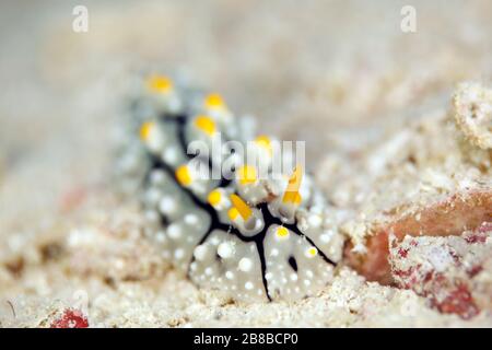 Phyllidia elegans Nudibranch. Mommon, West Papua, Indonesia Stock Photo