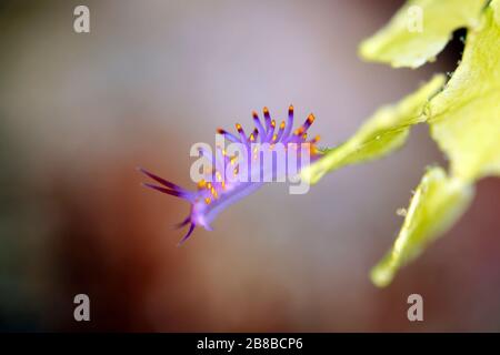 Trinchesia Sibogae Nudibranch at the Tip of a Coral, Triton Bay. West Papua, Indonesia Stock Photo