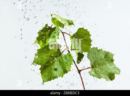 Drops of water fall on branch of grapes with green leaves. Closeup isolated on white background Stock Photo