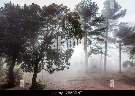 Foggy Forest in the Natural Park of Montserrat mountain, Barcelona, Spain Stock Photo