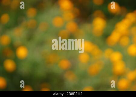 Green and yellow marigold flower blur gradient background,Spring or green background, green blurred bokeh lights Stock Photo