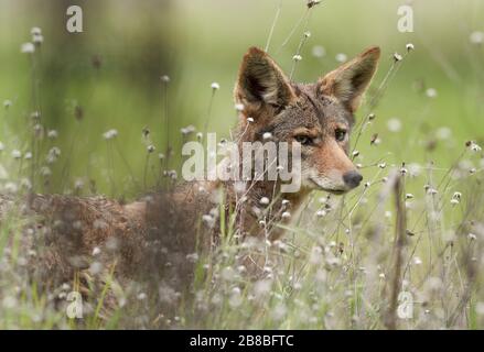 Coyote (Canis latrans), Sacramento County California Stock Photo
