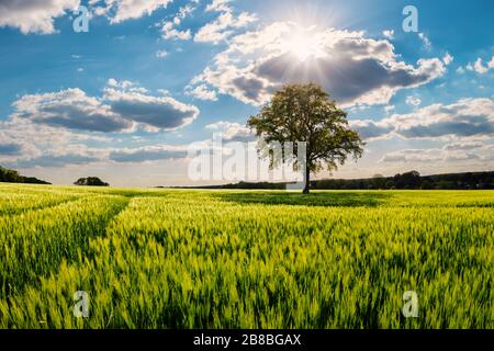 Beautiful freestanding tree in the middle of the cornfield, with imposing sky in spring, Lüneburg Heath. Northern Germany. Backlit photography Schöner Stock Photo