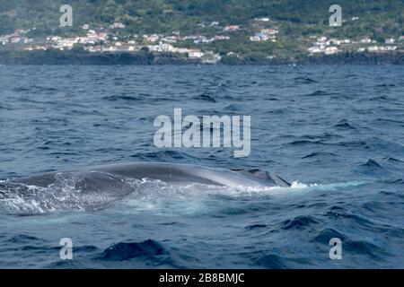 A mighty fin whale surfacing in the Azores Stock Photo