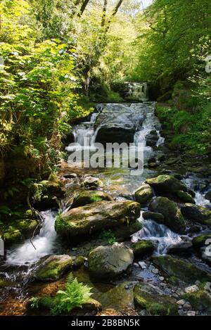 A springtime view of the waterfalls at the National Trusts Watersmeet in the Exmoor National Park in North Devon, England, UK. Stock Photo