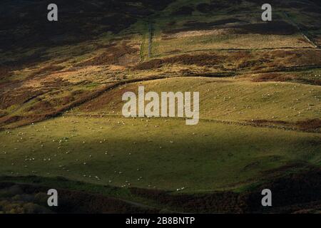 Sheep on the spotlit flanks of Scald Hill in the Harthope Valley, Northumberland National Park, England Stock Photo