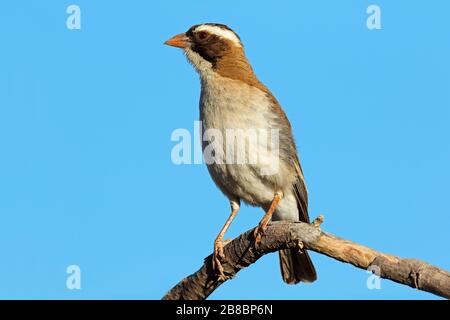 White-browed sparrow-weaver (Plocepasser mahali) perched on a branch, South Africa