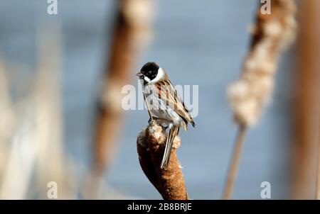 Male Reed Bunting Feeding in the Reedbed Stock Photo