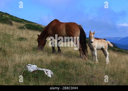 An adult horse grazing, alongside a young foal, free on the sides of the 'Bear Mountain' (French Basque country in July) Stock Photo