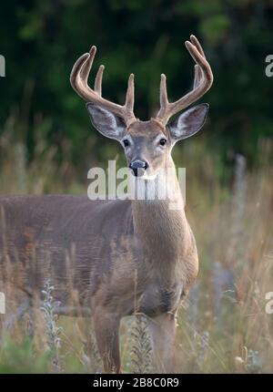 White-tailed deer buck (Odocoileus virginianus) with velvet antlers in the early morning light in summer in Canada Stock Photo