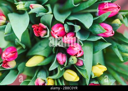 Bouquet of tulips in an iron bucket. Natural flowers. Stock Photo