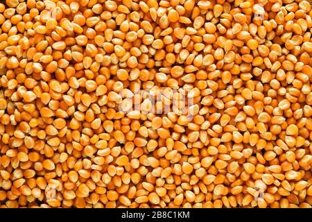 Heap of corn grains or corn maize background. Close up top view. Stock Photo