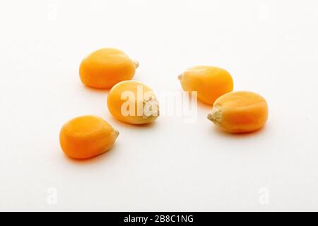 Corn maize or popcorn seed on white background. Macro close up view Stock Photo