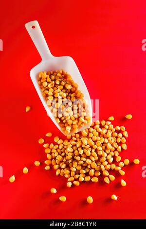 Corn maize or kernel spill out from a scoop on red background Stock Photo