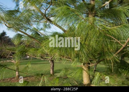 Green Foliage of an Evergreen Holford Pine Tree (Pinus x holfordiana) with a Bright Blue Sky Background in a Garden in Rural Devon, England, UK Stock Photo