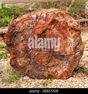 Fossilised tree trunk in Utah, USA. The wood has turned to stone over milennia. Stock Photo