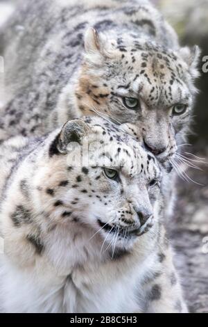 Male and female snow leopards, panthera uncia, mating pair. Closeup portfiat. Stock Photo